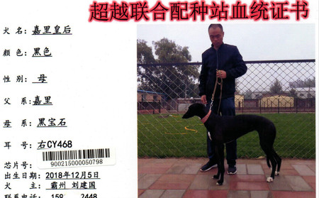 嘉里皇后 CY468，900215000050798