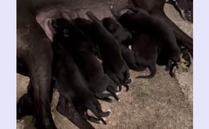 阿斯顿吉甘特X贵族黑妮 900168801066599.jpg