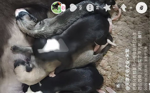 巴利马克彗星X一号母 900023069708661.jpg