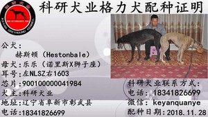赫斯顿X乐乐 900100000041984，NLSZ1603.jpg