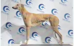 小妞 988000001880347