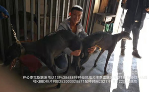 麦克斯X凤凰 900252003028571，KB88D.jpg