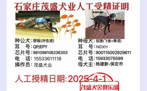 冲击波X狐狸 900115002829611.jpg
