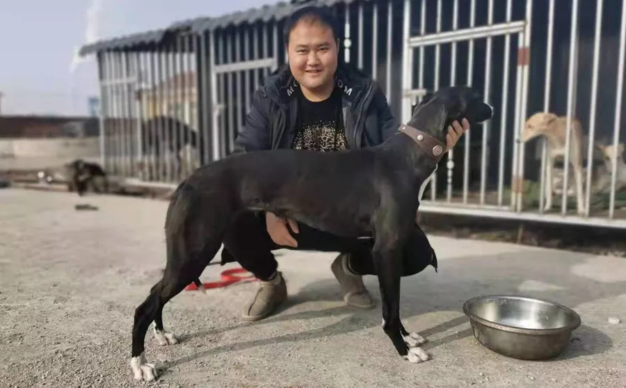 格力犬保罗王子图片