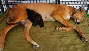 科南斯之星X菲特 Anywhere Anytime，956000008462570，B05V.jpg