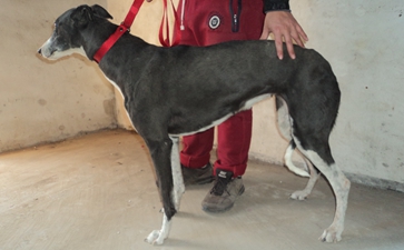 白腿 941000015219313