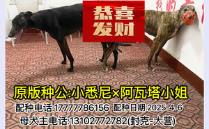小悉尼X阿瓦塔小姐 900255001084655.jpg