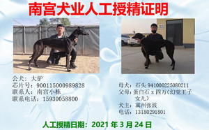 大驴X黑石头 DBHX4，941000225080211.jpg