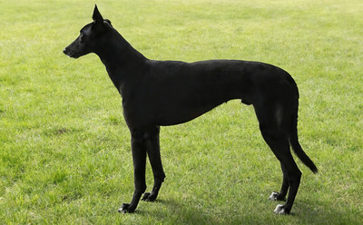 游轮的大怪 900155000057009