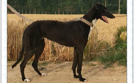 保罗利剑 blzy2,515000187032489 - 格力犬yy--格力犬中英文血统查询