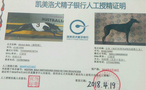 赫斯顿X灿烂的清楚 BFQC 104H，900111880089659.jpg