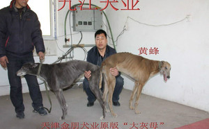 黄蜂X灰母 Itchy Witcy Woo.jpg