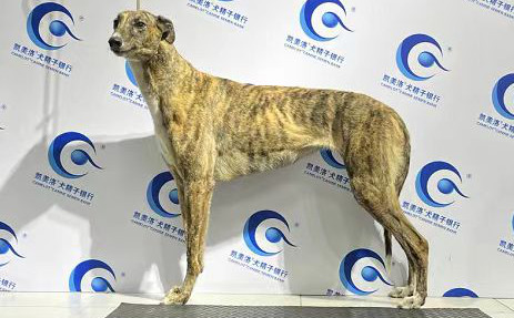 蒂娜 988000001880360