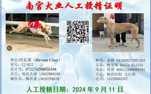 哈瓦那X金箭 941000225081563.jpg