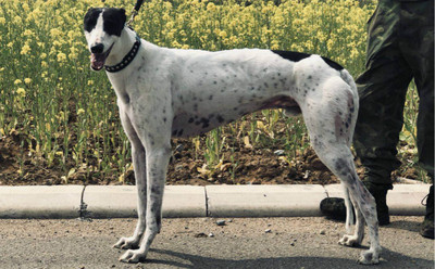 格力犬中英文血统查询