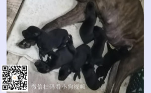 闪烁的柳树X尼克美女 941000016715084.jpg