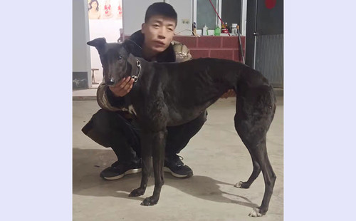 推土机 900215002088620
