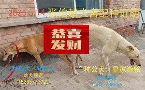 皇家游轮X弹簧刀 WFWTD 1602C，900115000039088.jpg
