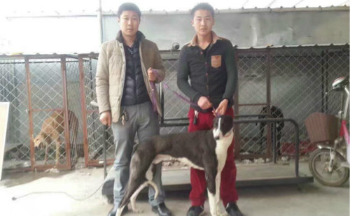 小白腿 900155000018940