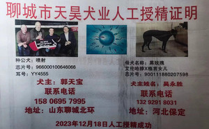 喷射X黑玫瑰 NGQX 514C，900111880207598.jpg