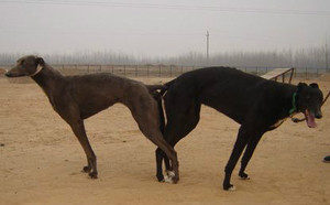 征服X鲨鱼 Historicity，14F 8441.jpg