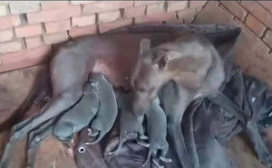 鲍里斯X灿烂的清楚 BFQC 104H，900111880089659.jpg