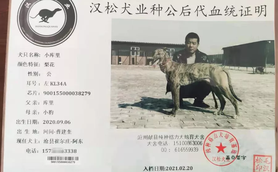 格力犬库里血统图片