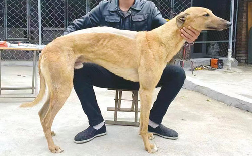 豆杆 990000005892957