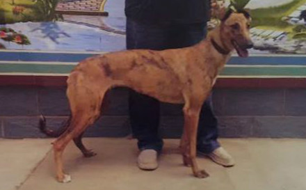 耳毛子 900250000253851，GAOD