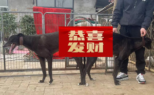 战神X黑石头 DBHX4，941000225080211.jpg