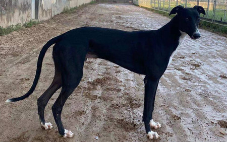 阿斯顿·公爵 900115000929456 - 格力犬yy--格力犬中英文血统查询