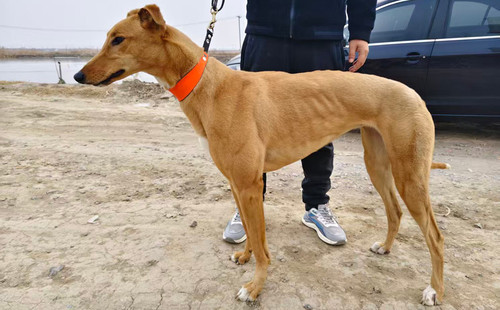 母狮公主 900024069857779