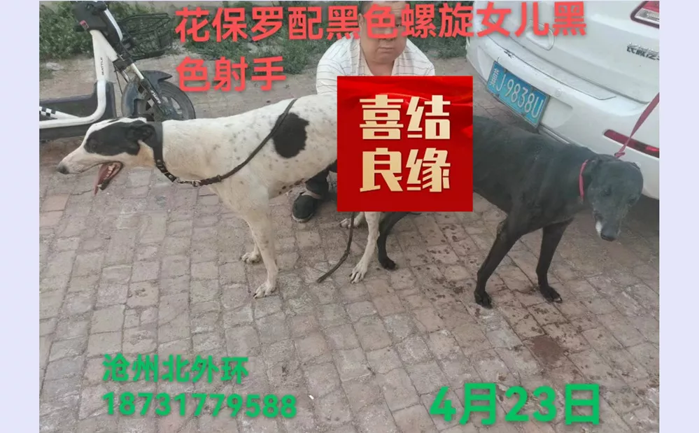 格力犬保罗王子图片