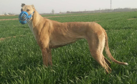 踏雪小姐 900128001212217 - 格力犬yy--格力犬中英文血统查询
