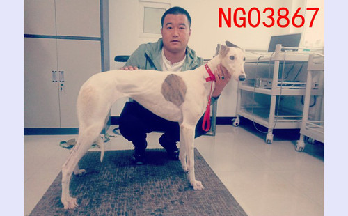 狸头 900115001743370，NGXH820AM