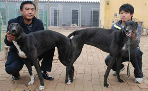 最可怕的X再创辉煌 Hotfoot Leigh，1796 46D.jpg