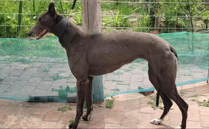 无双 900263001562313.jpg