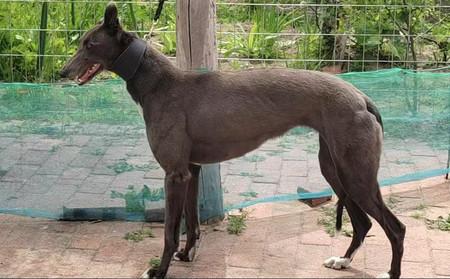 无双 900263001562313