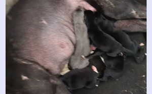 斗牛士X哈利小公主 900215004179694.jpg