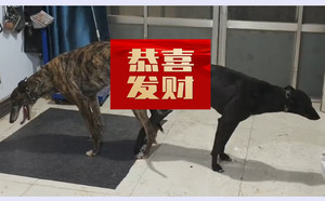 阿瓦塔王子X红包900255000494777.jpg