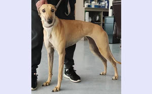 飞塔 900219000721596，HJWCAWT.jpg