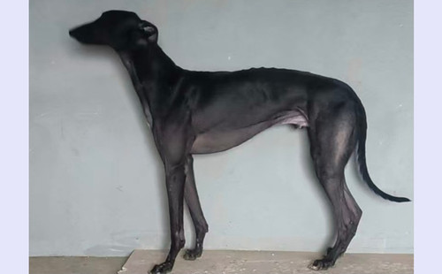 黑色王牌 990000007127656