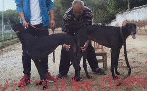 飞鱼X黑狐 Nyree，9560000088292252，QBETG.jpg