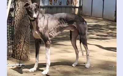 玫瑰鲨 900215005748912