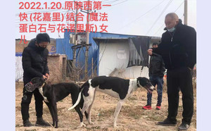 花嘉里X大瑞 TY349，900250000274561.jpg
