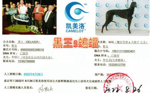 黑王X蝙蝠 156111110093451.jpg