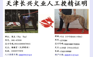 顶点X可乐 TY384，900018881702834，彩虹公主.jpg