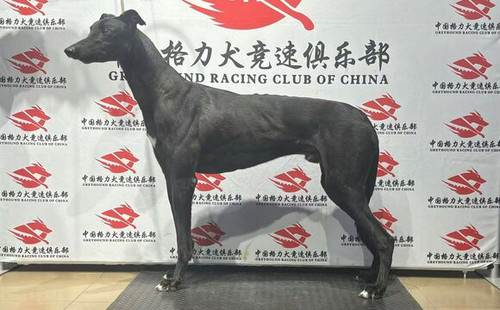 现代保罗 988000001880128