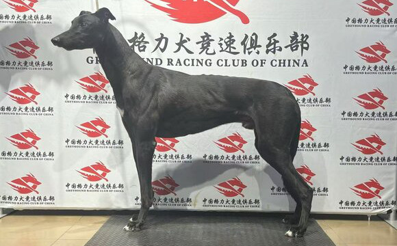 现代保罗 988000001880128