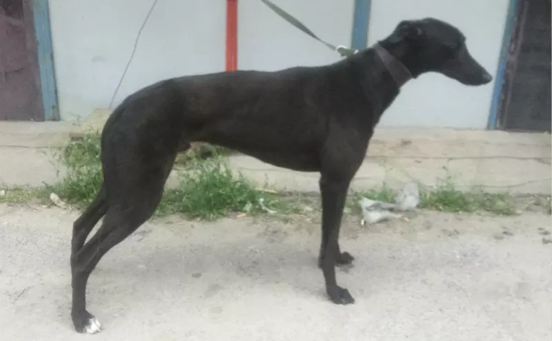 幻觉炮 900005761107889,m18 a28 - 格力犬yy--格力犬血统查询